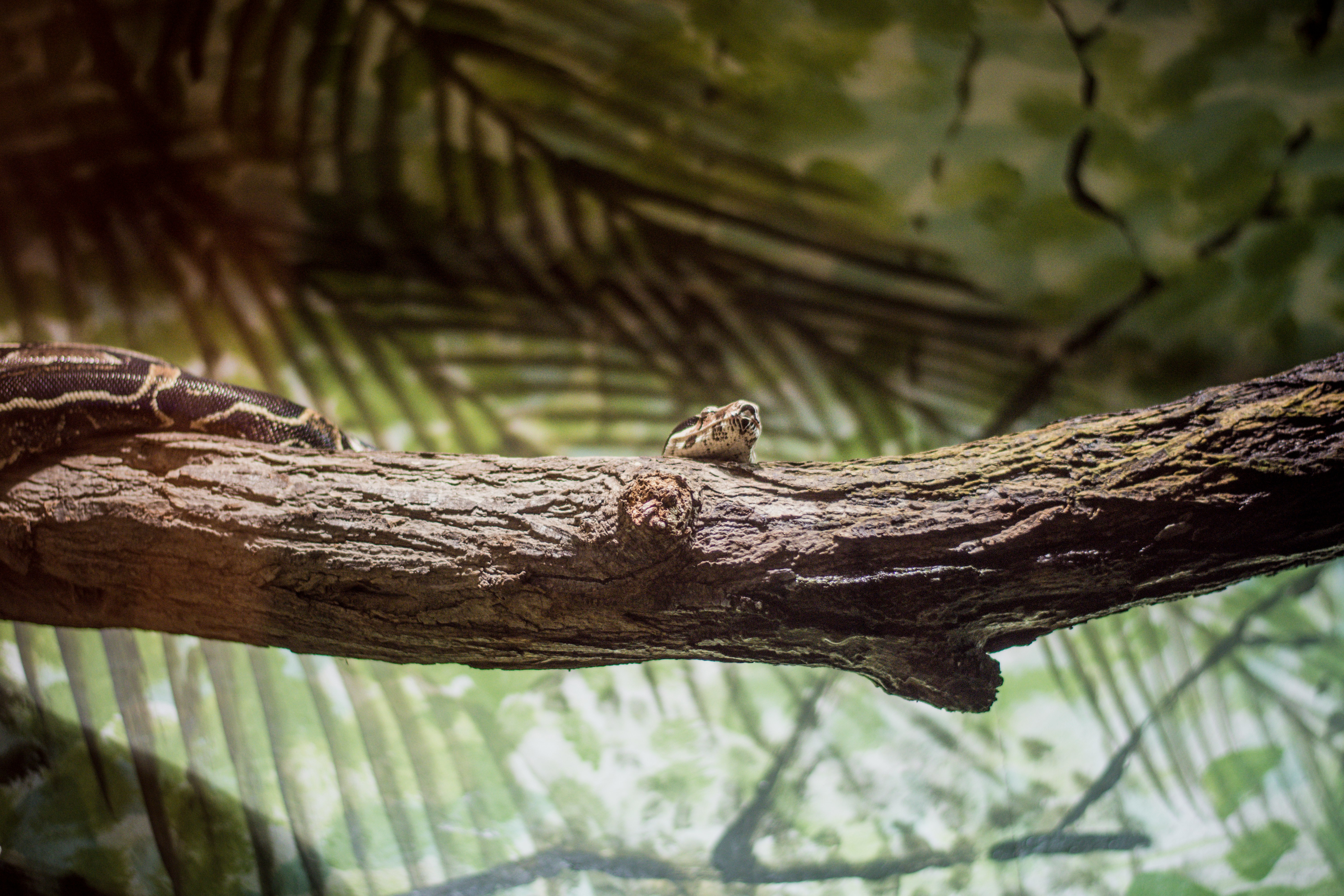 python snake on tree trunk